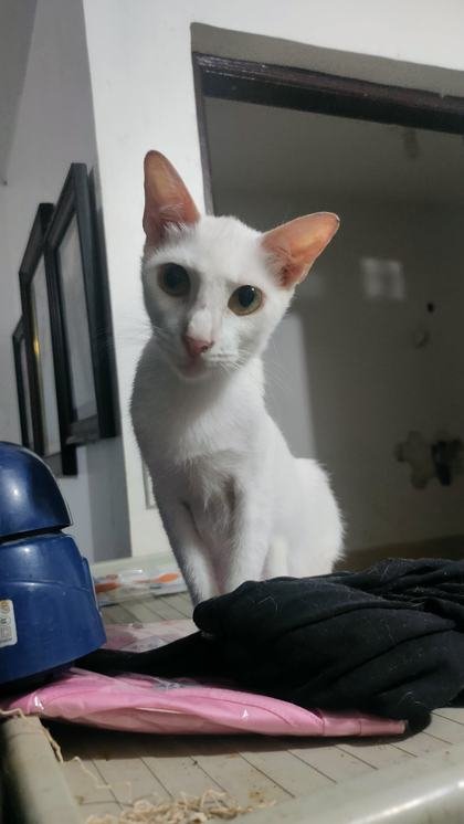 Athena
