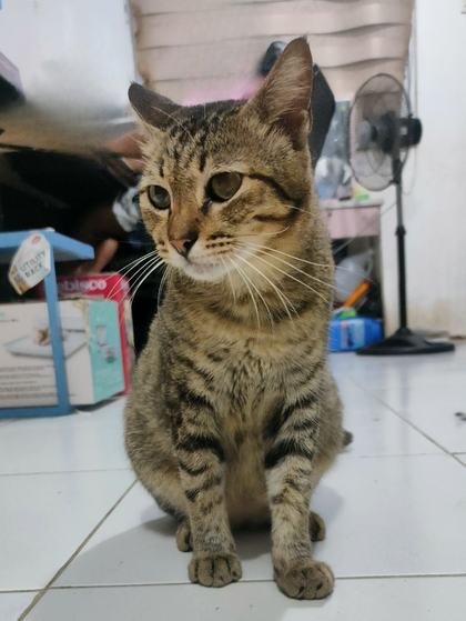 Tigre