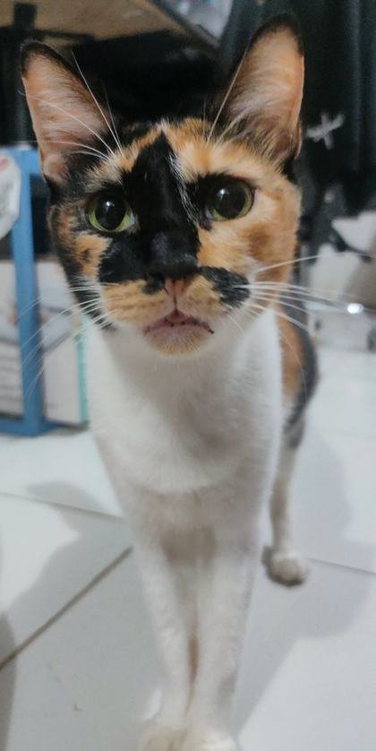 Tricolor