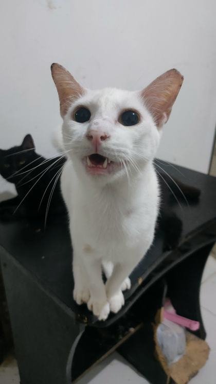 Whiskers