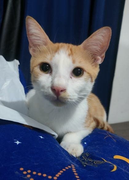 Yuki